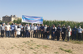 برگزاری روز مزرعه ارقام ذرت در گروه های مختلف رسیدگی در موسسه تحقیقات اصلاح و تهیه نهال و بذر