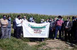 برگزاری روز مزرعه ذرت رقم LG3607، در استان کرمان، شهرستان ارزوئیه