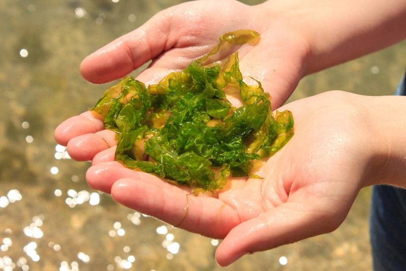 جلبک دریایی برای ردش گیاه