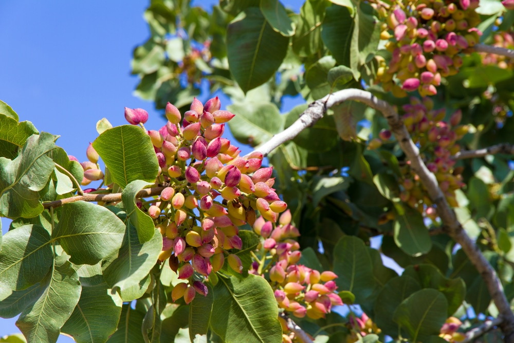 برنامه کوددهی پسته